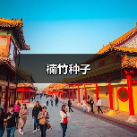 楠竹种子(图3) 楠竹种子(图3)