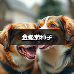 金盏菊种子（图4）