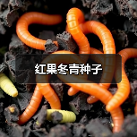 红果冬青种子（图1）