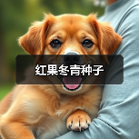 红果冬青种子（图4）