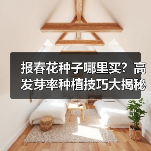 报春花种子哪里买？高发芽率种植技巧大揭秘（图2）