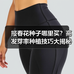 报春花种子哪里买？高发芽率种植技巧大揭秘（图4）