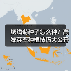 绣线菊种子怎么种？高发芽率种植技巧大公开（图1）