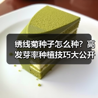绣线菊种子怎么种？高发芽率种植技巧大公开（图3）