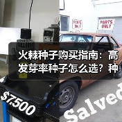 火棘种子购买指南：高发芽率种子怎么选？种植技巧全解析（图4）