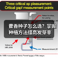 藿香种子怎么选?掌握种植方法提高发芽率(图1) 藿香种子怎么选?掌握种植方法提高发芽率(图1)