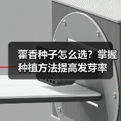 藿香种子怎么选?掌握种植方法提高发芽率(图2) 藿香种子怎么选?掌握种植方法提高发芽率(图2)
