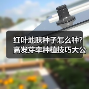 红叶地肤种子怎么种？高发芽率种植技巧大公开！（图1）