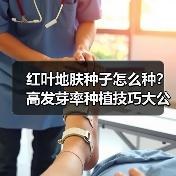红叶地肤种子怎么种？高发芽率种植技巧大公开！（图4）