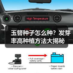 玉簪种子怎么种？发芽率高种植方法大揭秘（图2）