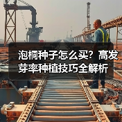 泡桐种子怎么买？高发芽率种植技巧全解析（图4）