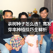 茶树种子怎么选？高发芽率种植技巧全解析（图1）