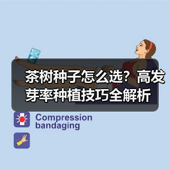 茶树种子怎么选？高发芽率种植技巧全解析（图3）