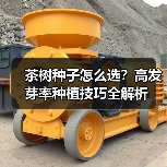 茶树种子怎么选？高发芽率种植技巧全解析（图4）