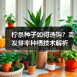 柠条种子如何选购？高发芽率种植技术解析（图1）