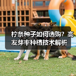 柠条种子如何选购？高发芽率种植技术解析（图2）
