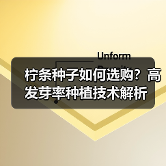 柠条种子如何选购？高发芽率种植技术解析（图3）