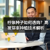 柠条种子如何选购？高发芽率种植技术解析（图4）