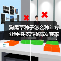 狗尾草种子怎么种？专业种植技巧提高发芽率（图1）