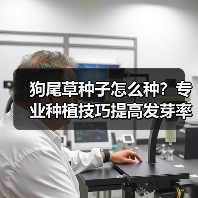 狗尾草种子怎么种?专业种植技巧提高发芽率(图3) 狗尾草种子怎么种?专业种植技巧提高发芽率(图3)