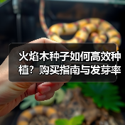 火焰木种子如何高效种植？购买指南与发芽率提升技巧（图2）