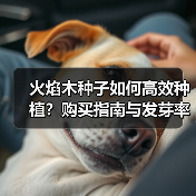 火焰木种子如何高效种植？购买指南与发芽率提升技巧（图4）