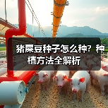 猪屎豆种子怎么种？种植方法全解析（图1）