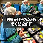 猪屎豆种子怎么种？种植方法全解析（图2）