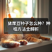 猪屎豆种子怎么种？种植方法全解析（图4）
