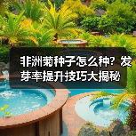 非洲菊种子怎么种？发芽率提升技巧大揭秘（图2）