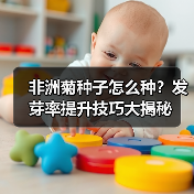 非洲菊种子怎么种?发芽率提升技巧大揭秘(图4) 非洲菊种子怎么种?发芽率提升技巧大揭秘(图4)