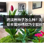 琉璃苣种子怎么种?发芽率高种植技巧全解析(图3) 琉璃苣种子怎么种?发芽率高种植技巧全解析(图3)