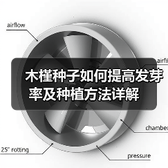 木槿种子如何提高发芽率及种植方法详解（图1）