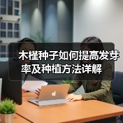 木槿种子如何提高发芽率及种植方法详解（图2）