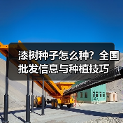 漆树种子怎么种？全国批发信息与种植技巧（图2）