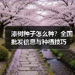 漆树种子怎么种？全国批发信息与种植技巧（图1）