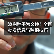 漆树种子怎么种？全国批发信息与种植技巧（图4）
