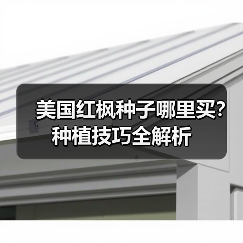 美国红枫种子哪里买?种植技巧全解析(图3) 美国红枫种子哪里买?种植技巧全解析(图3)