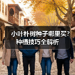 小叶朴树种子哪里买？种植技巧全解析（图1）