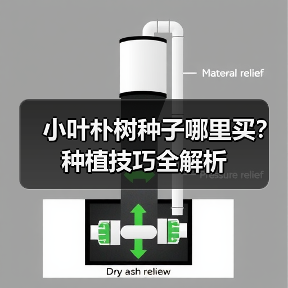 小叶朴树种子哪里买？种植技巧全解析（图4）