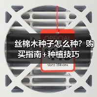 丝棉木种子怎么种？购买指南+种植技巧（图1）