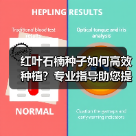红叶石楠种子如何高效种植？专业指导助您提升发芽率（图1）