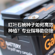 红叶石楠种子如何高效种植？专业指导助您提升发芽率（图2）