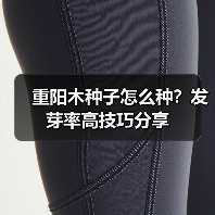 重阳木种子怎么种？发芽率高技巧分享（图2）