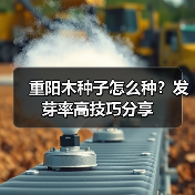 重阳木种子怎么种?发芽率高技巧分享(图4) 重阳木种子怎么种?发芽率高技巧分享(图4)