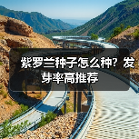 紫罗兰种子怎么种？发芽率高推荐（图2）