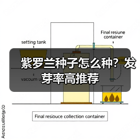 紫罗兰种子怎么种？发芽率高推荐（图3）