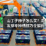 山丁子种子怎么买?高发芽率种植技巧全解析(图4) 山丁子种子怎么买?高发芽率种植技巧全解析(图4)
