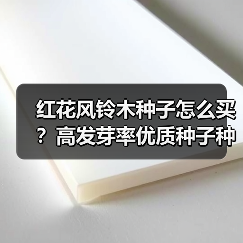 红花风铃木种子怎么买？高发芽率优质种子种植技巧（图1）