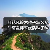 红花风铃木种子怎么买?高发芽率优质种子种植技巧(图4) 红花风铃木种子怎么买?高发芽率优质种子种植技巧(图4)